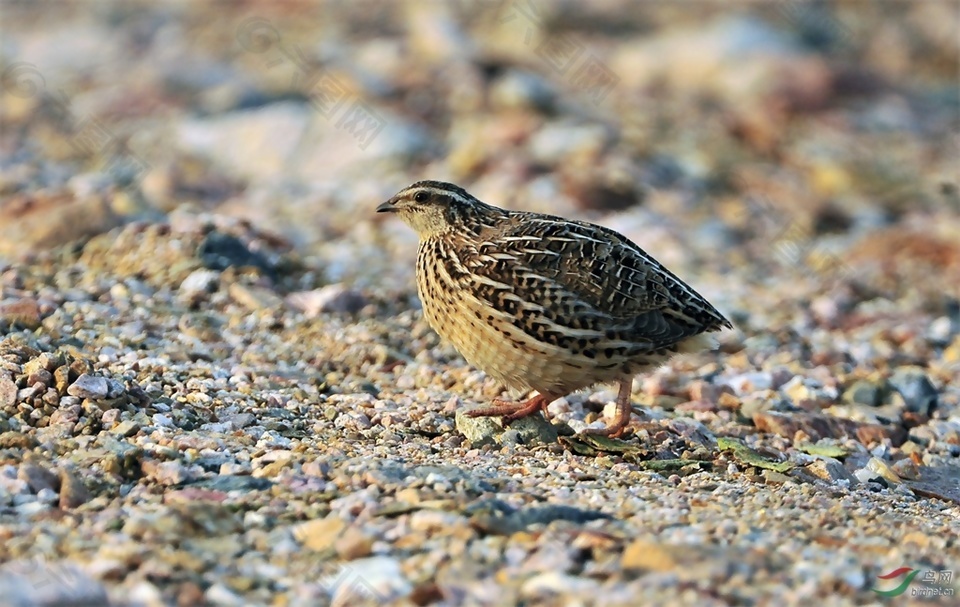 日本鹌鹑召集音效素材