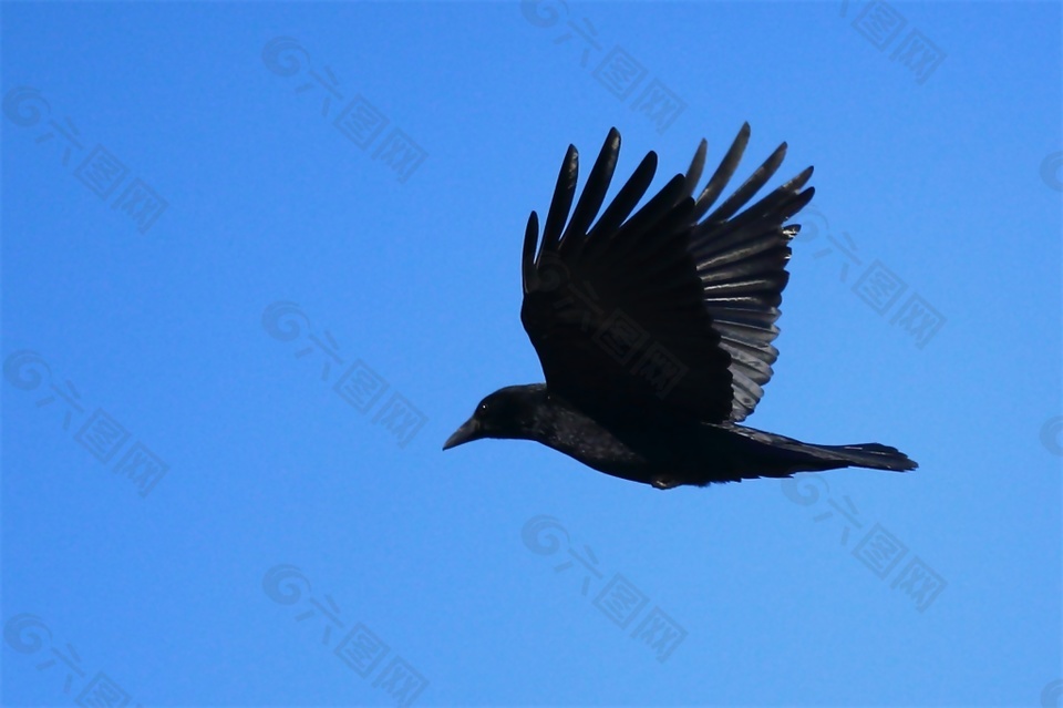 有翼黑色的鸟叫声音素材