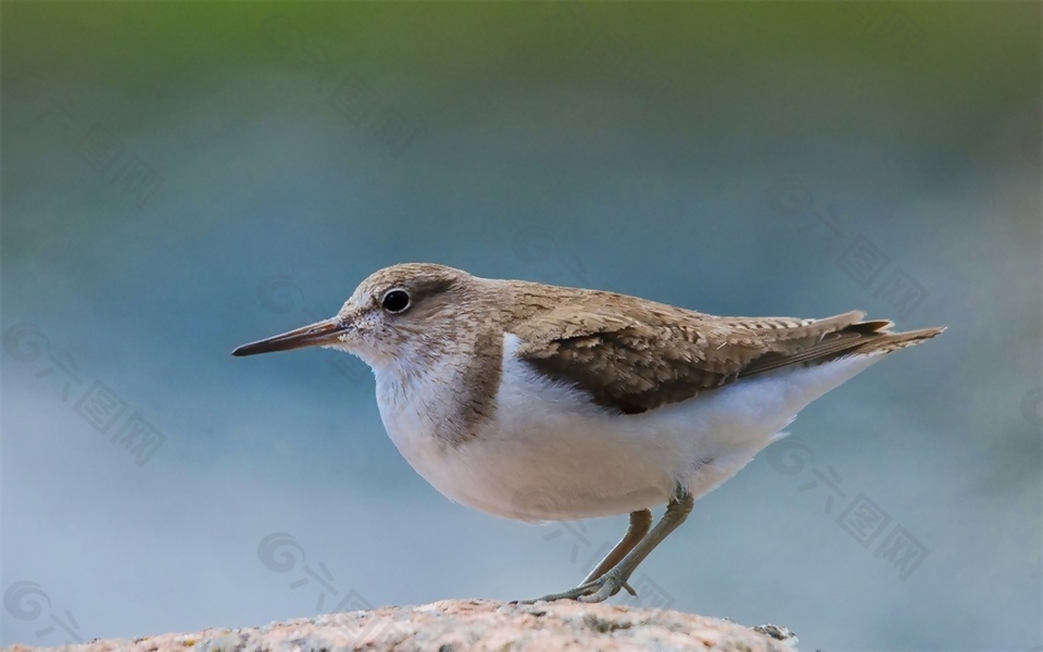 啭鸟歌唱音效素材