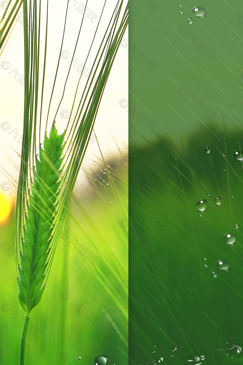 绿色小麦水露芒种节气海报背景
