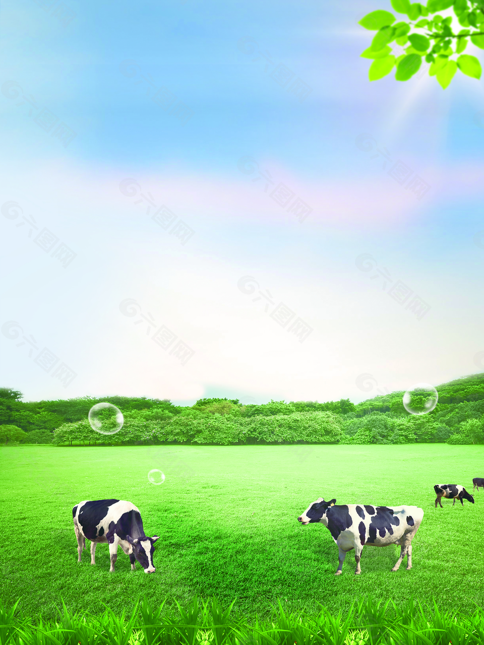 蓝天白云风景绿色草地草原牧场奶牛背景素材