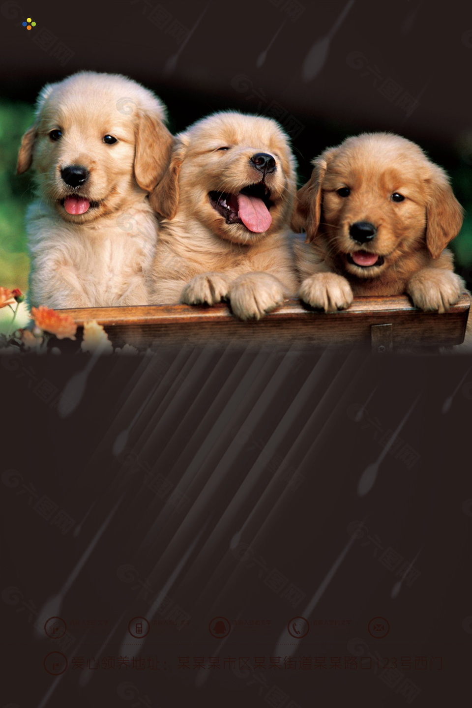 三只可爱狗狗宠物公益海背景素材