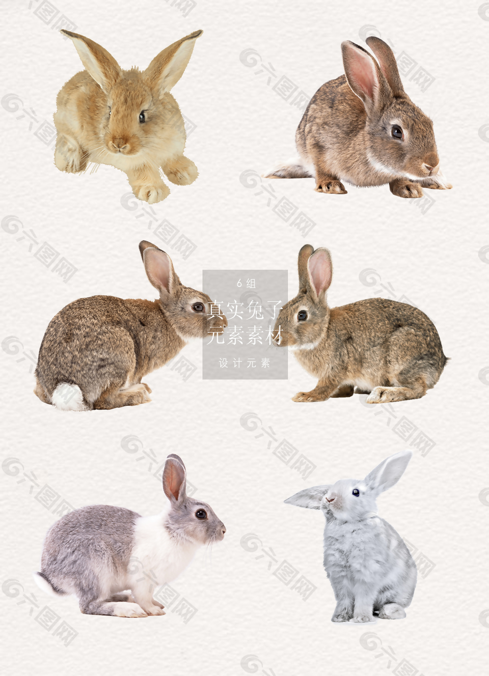真实的兔子元素素材