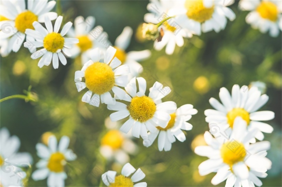 南风田园背景音效