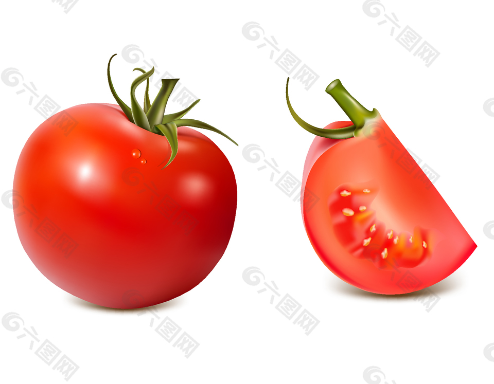 新鲜有机西红柿矢量图