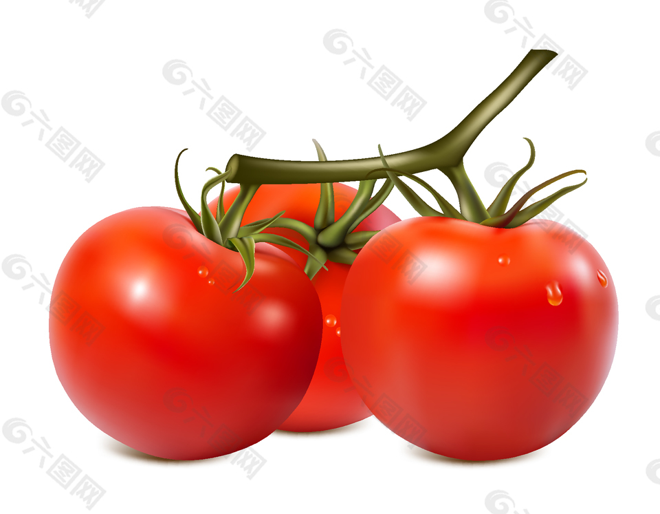 新鲜有机营养西红柿矢量图