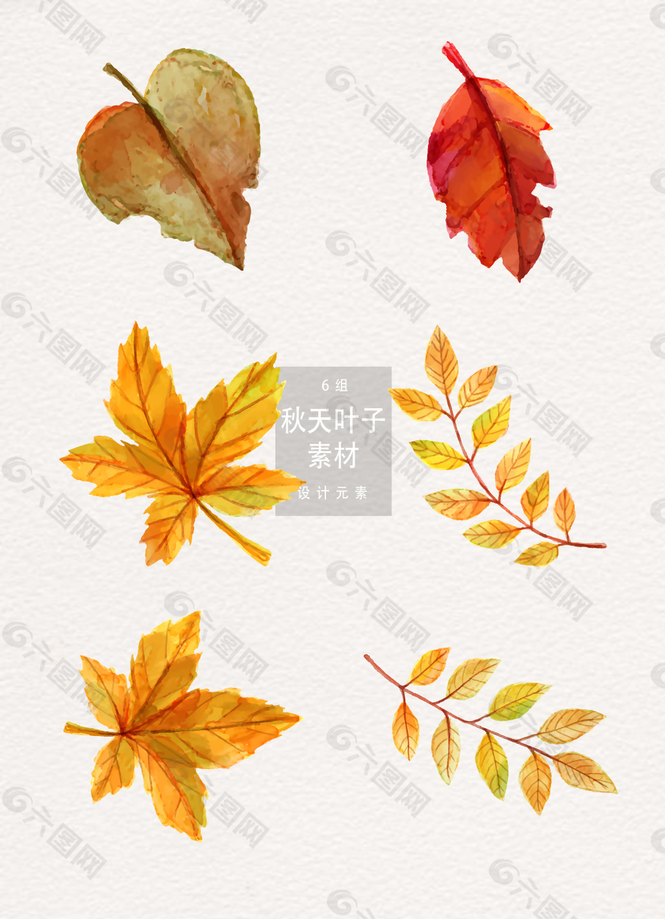 秋天枫叶叶子设计素材