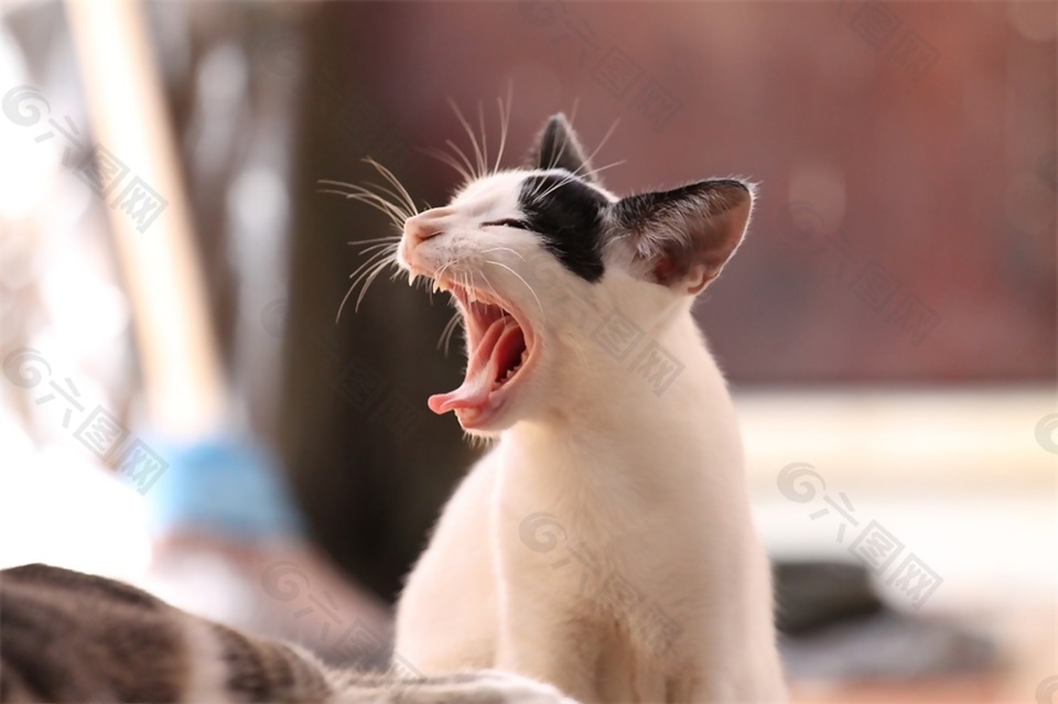 猫吼叫声音效素材