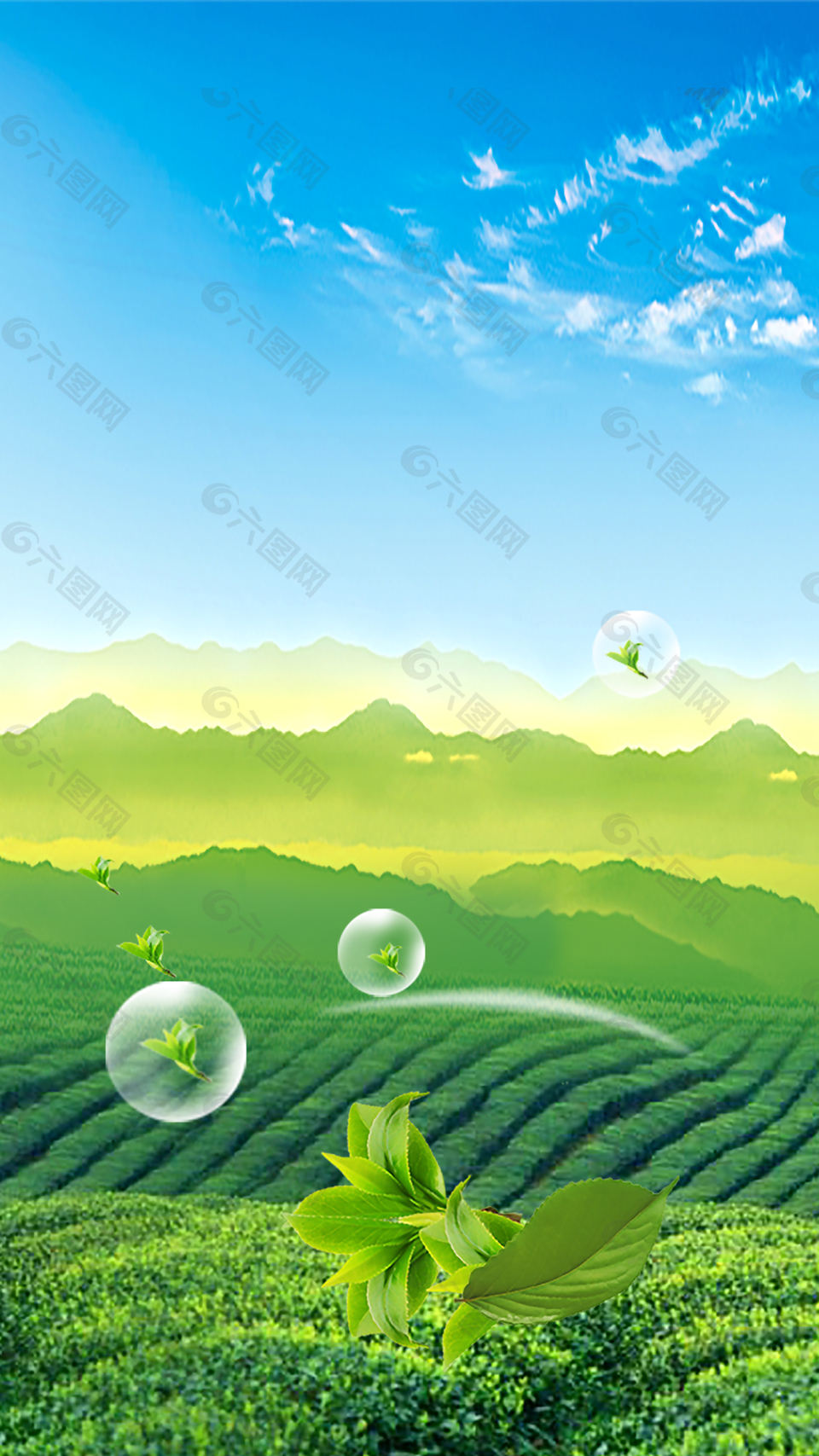 蓝天绿色茶园茶叶背景