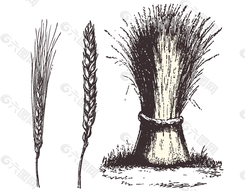 夏季手绘麦穗稻谷元素