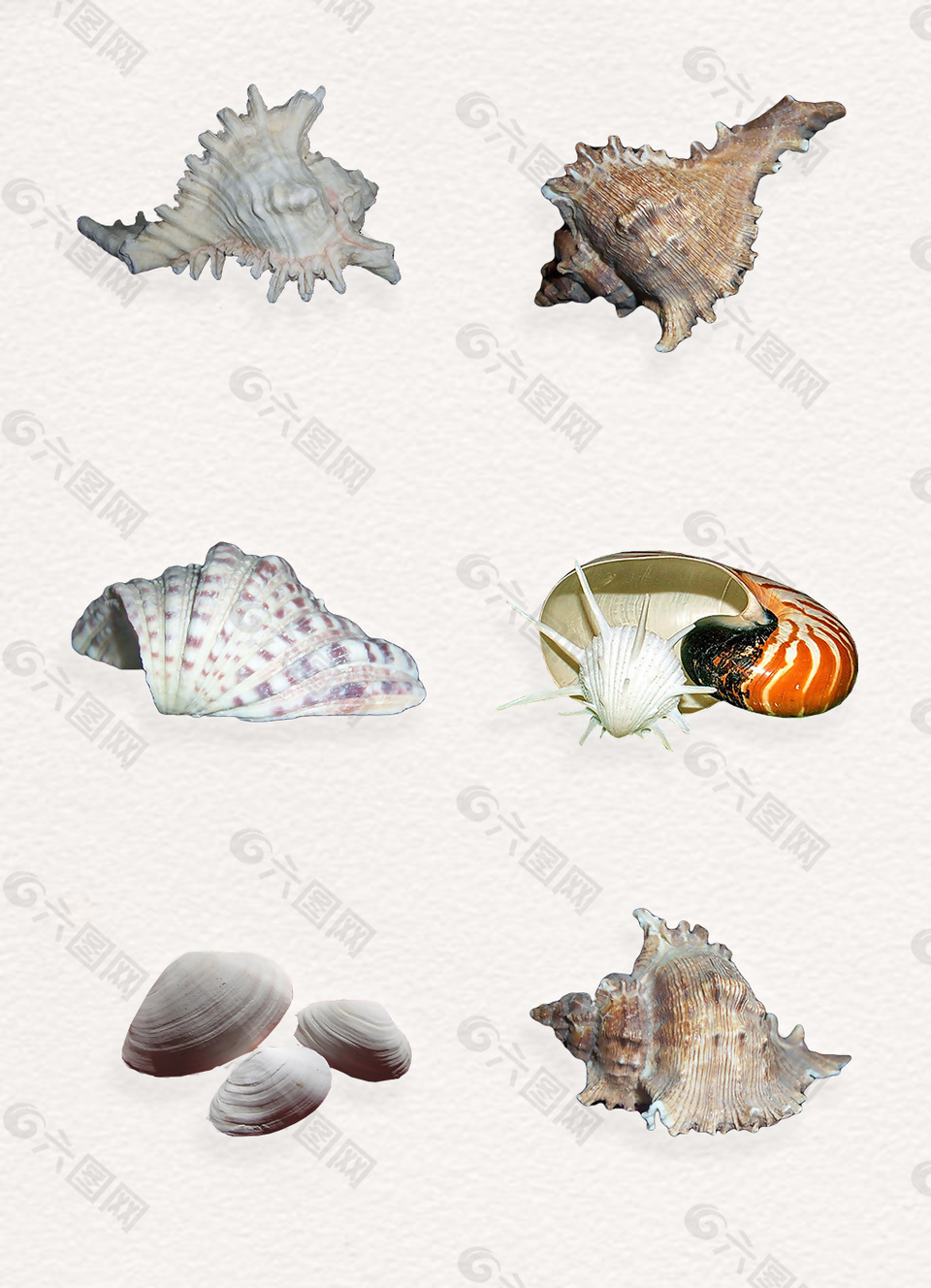 海鲜实物海螺和蛤蜊png素材合集