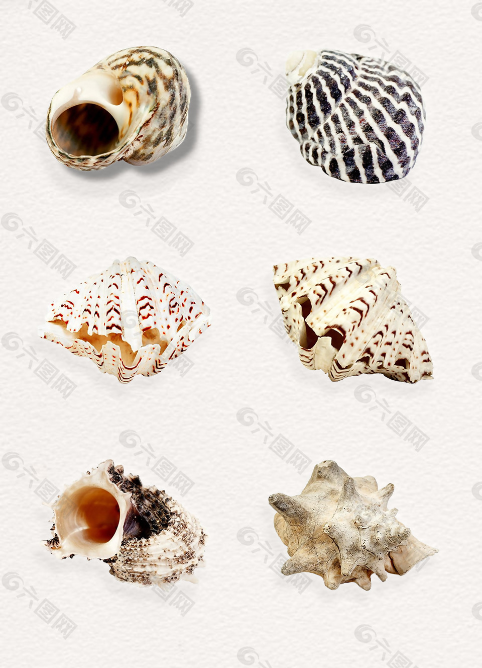 海洋海螺png素材