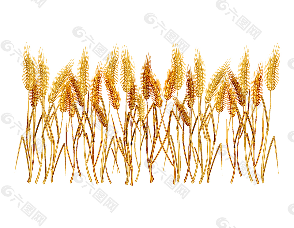卡通金黄色麦子矢量图