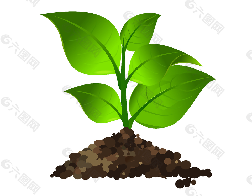 土壤里发芽的绿色树苗