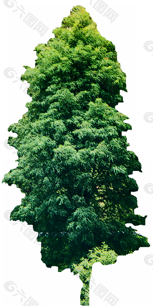 杉树
