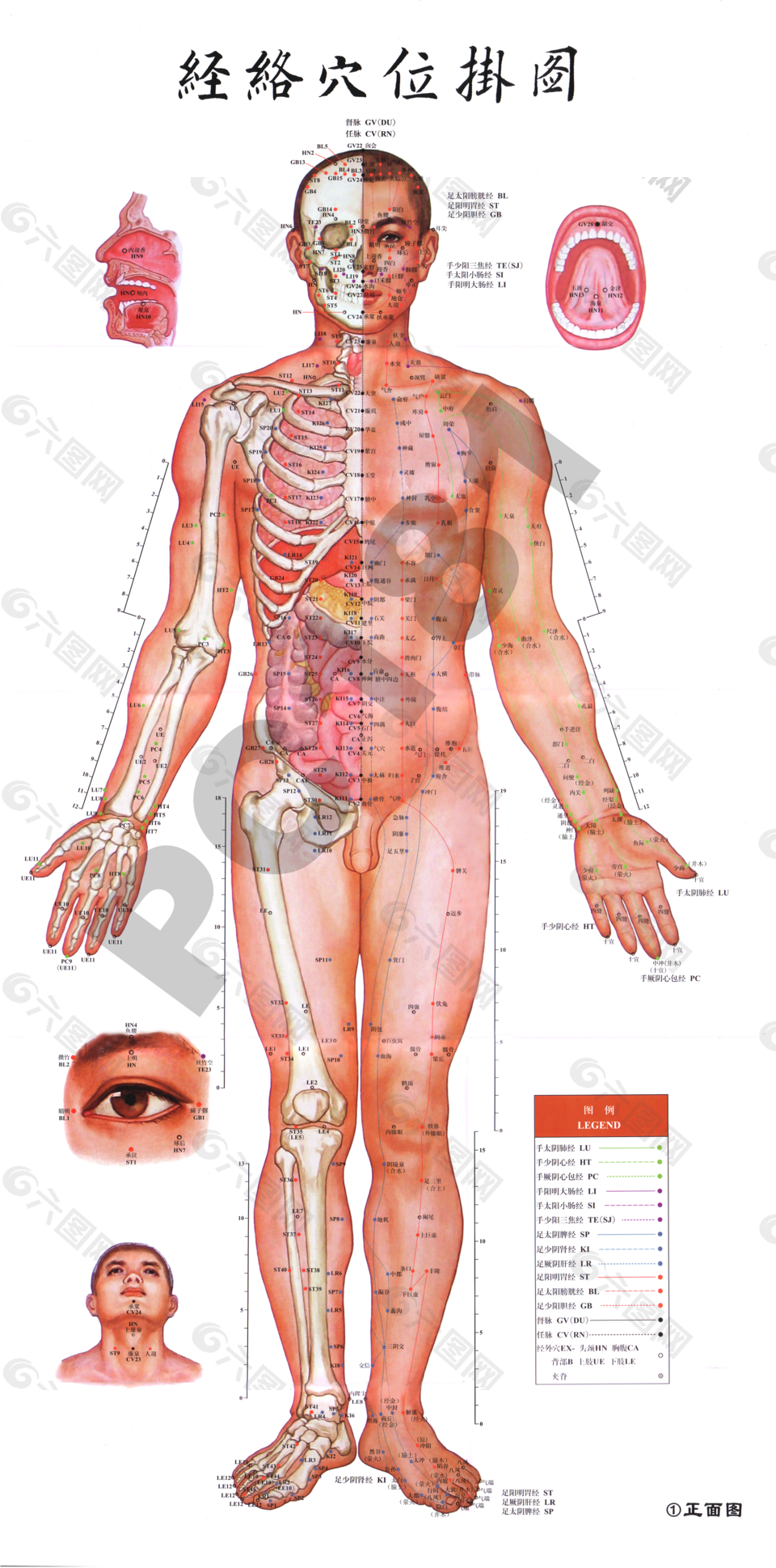 针灸推拿经络穴位正面图