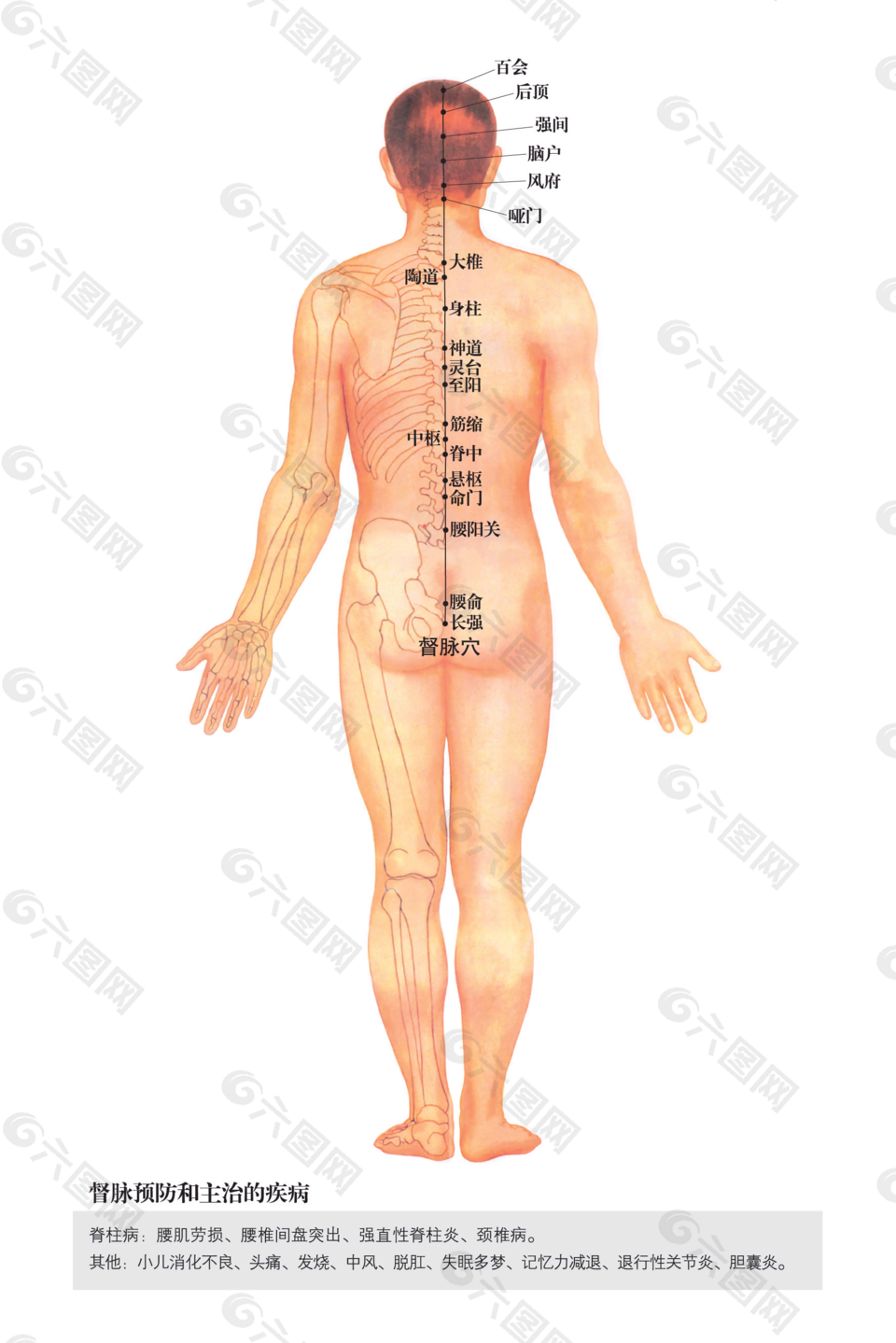 针灸推拿人体督脉穴位