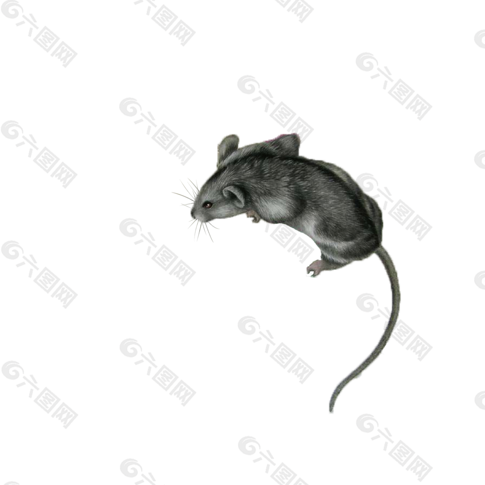 老鼠设计元素素材免费下载 图片编号 六图网