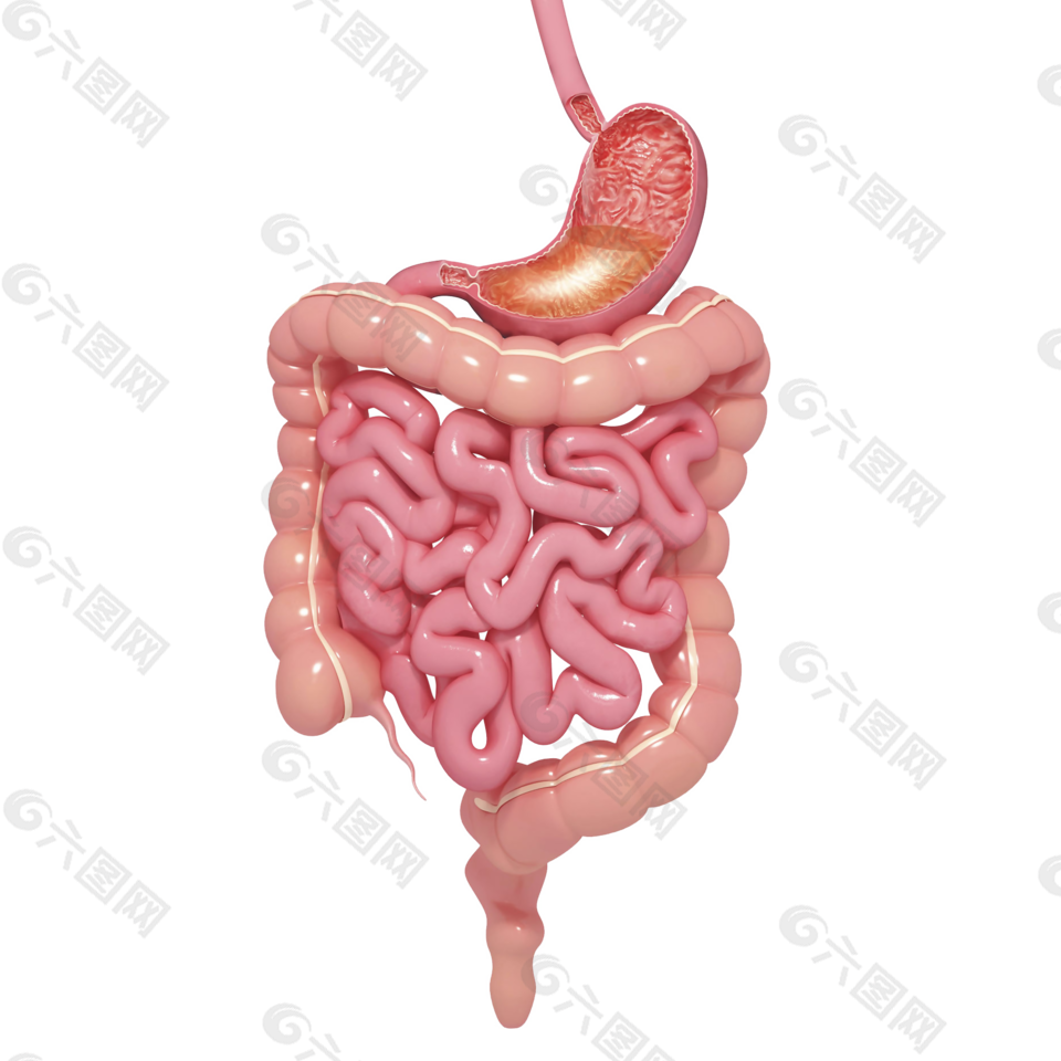 胃肠道器官设计元素素材免费下载 图片编号 六图网