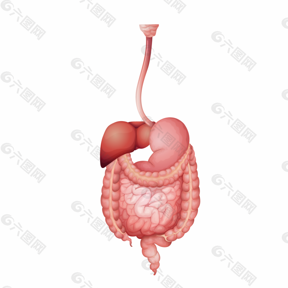 胃肠道卡通图