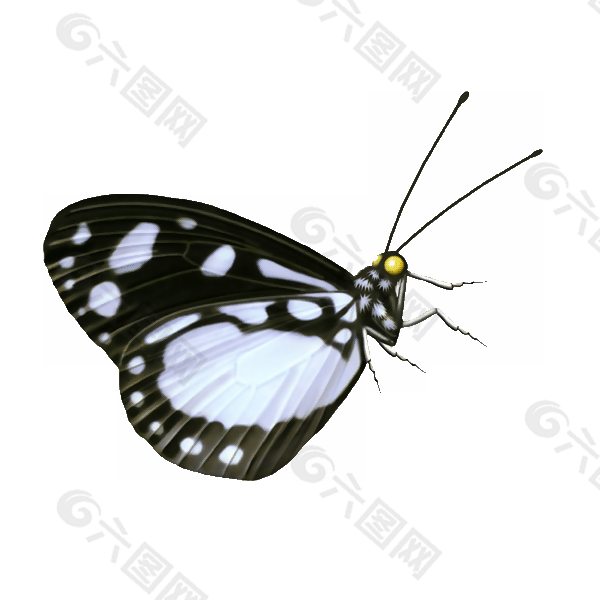 蝴蝶设计元素素材免费下载 图片编号 六图网