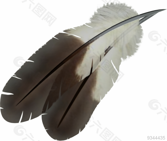 羽毛 素材