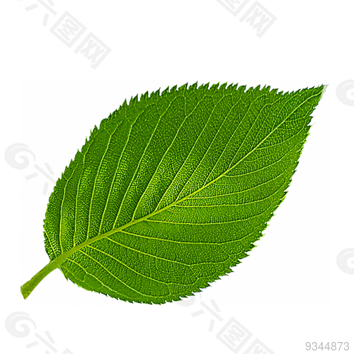 树叶 png 透明 素材 免扣 元 素