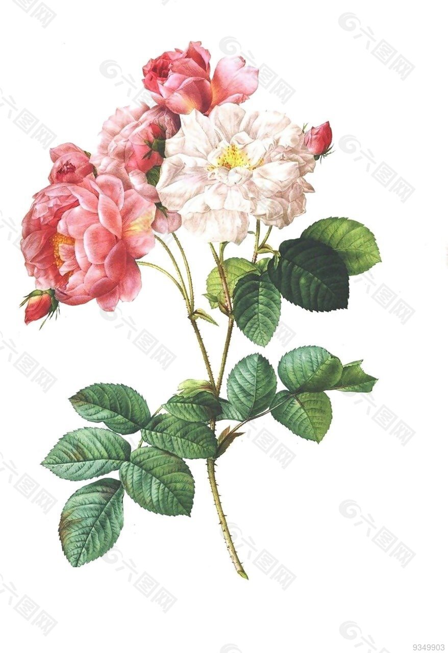 玫瑰 酿酒 花 花的古董 植物 浪漫