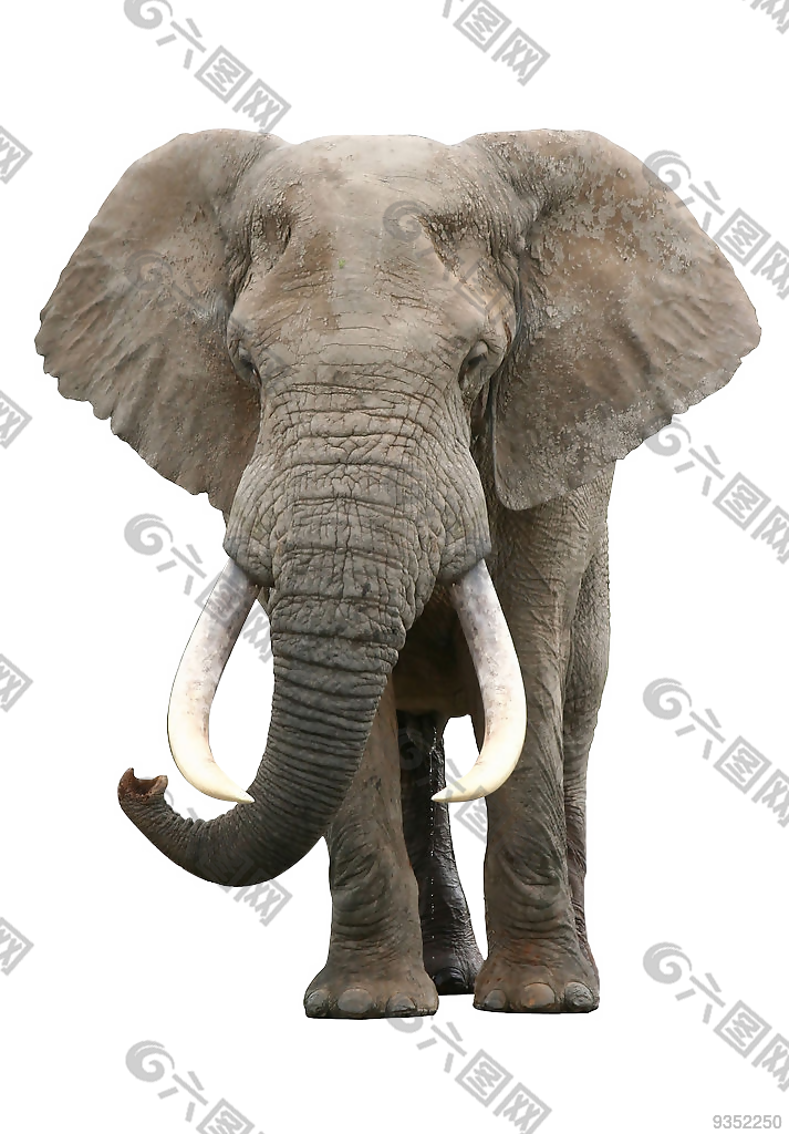 大象 素材