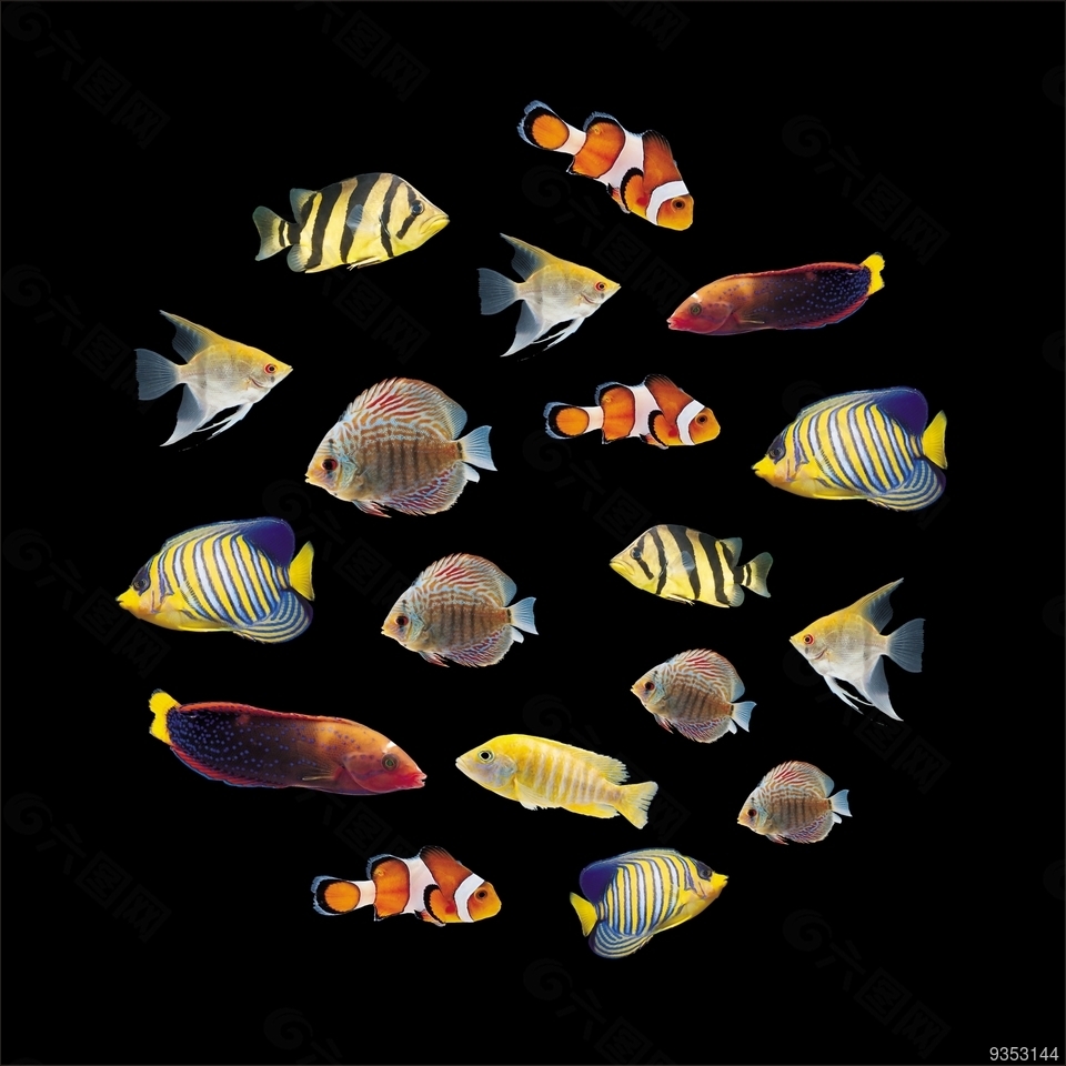 彩色鱼+海底鱼+鱼+海鱼