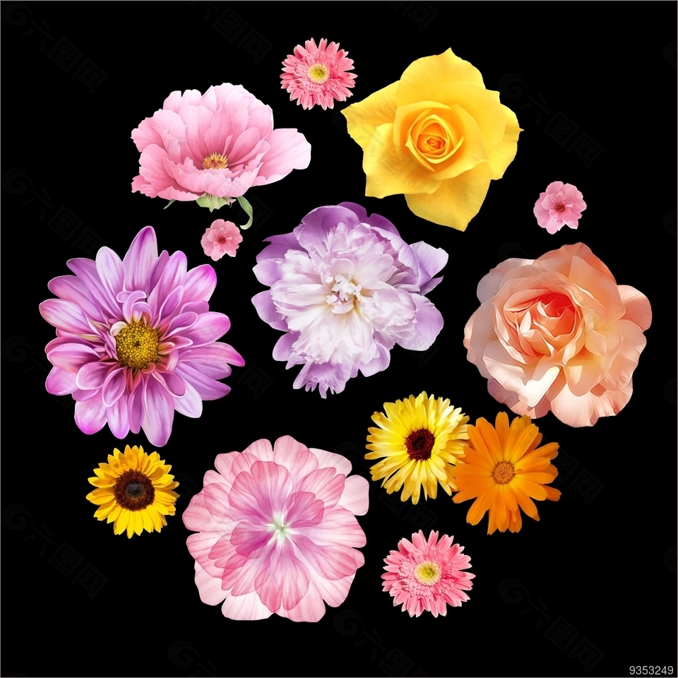 花 花朵 花瓣 各种花图案