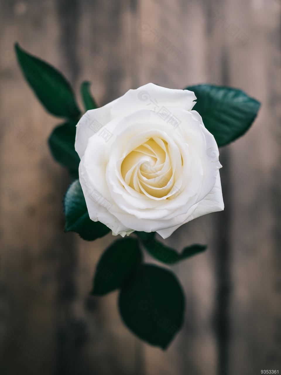 花 玫瑰 白玫瑰