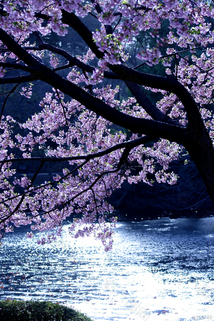 花海背景