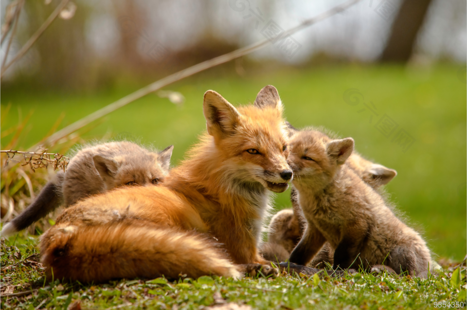 狐狸 狐狸妈妈 动物 玩耍