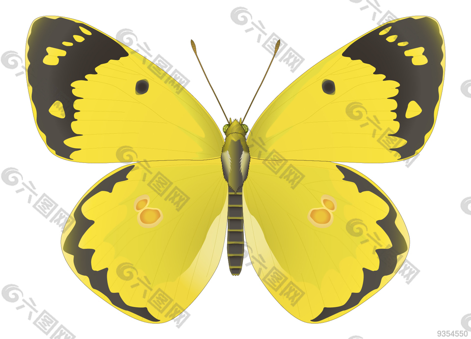 黄色蝴蝶矢量素材