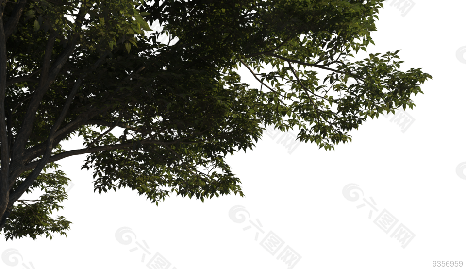 植物 树头 前景树