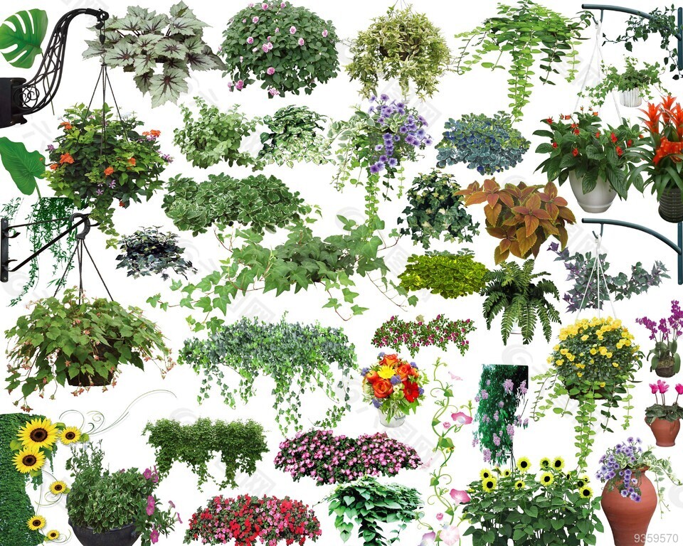 植物
