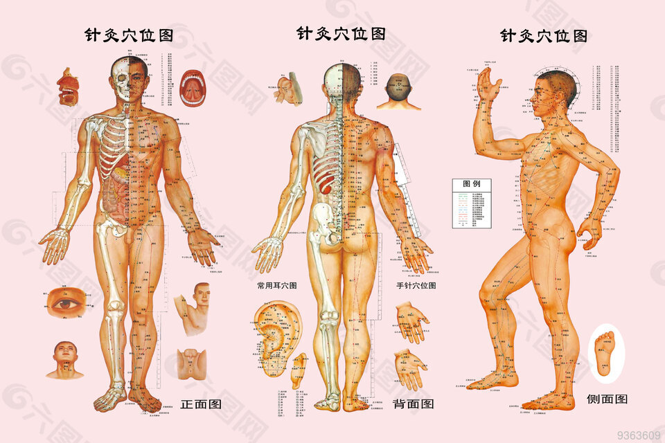 人体穴位图 经络图 针灸穴位图