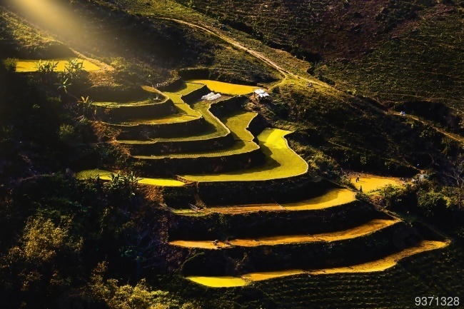 高山水稻梯田景观