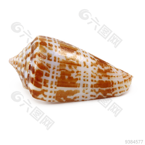 海螺设计元素