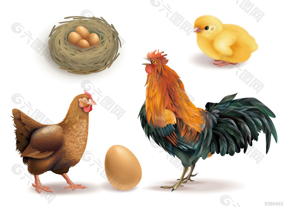 公鸡鸡蛋矢量图
