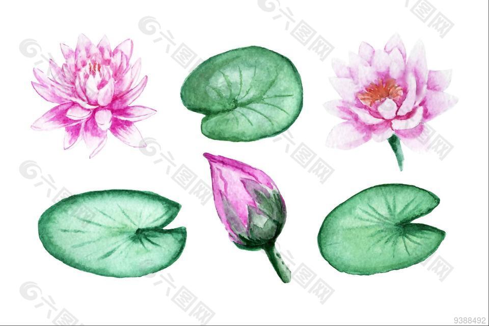 荷花水彩画图案设计