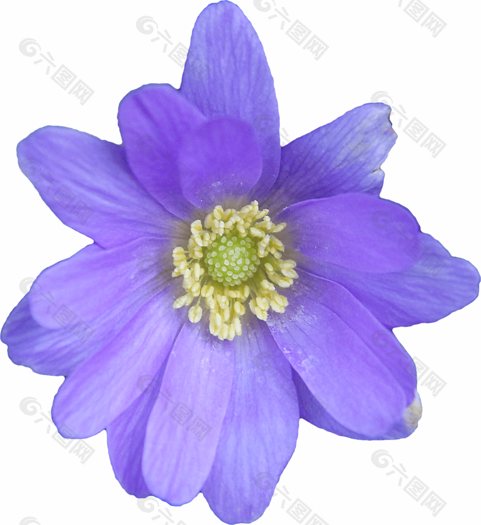 紫色花朵免抠素材下载