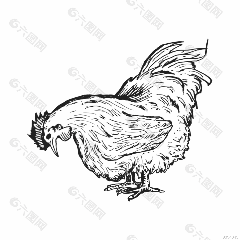 黑白动物母鸡线稿图片