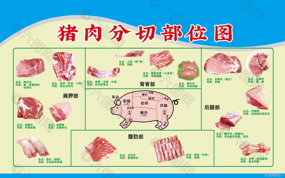 猪肉分切部位图海报
