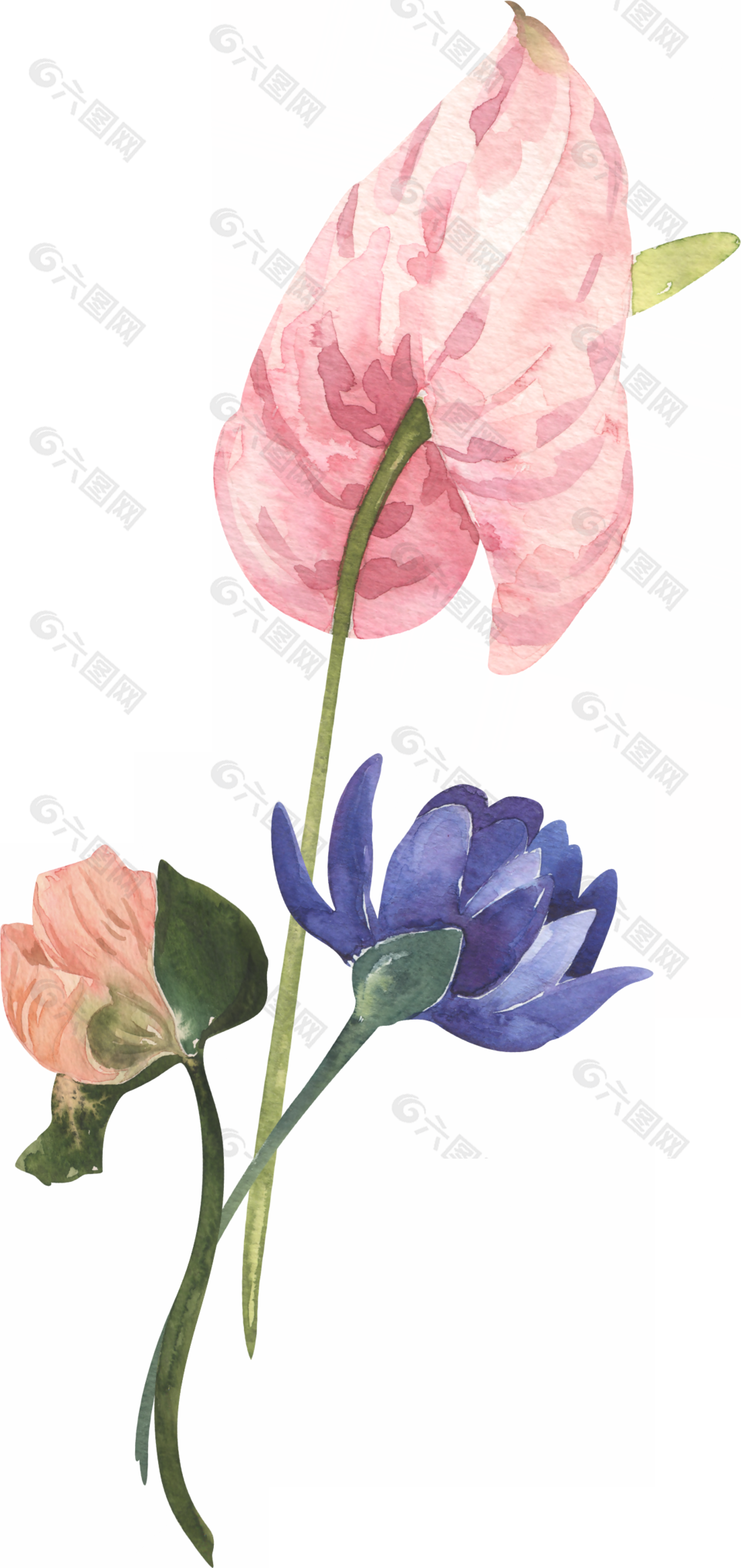 手绘水彩花卉植物图片素材下载