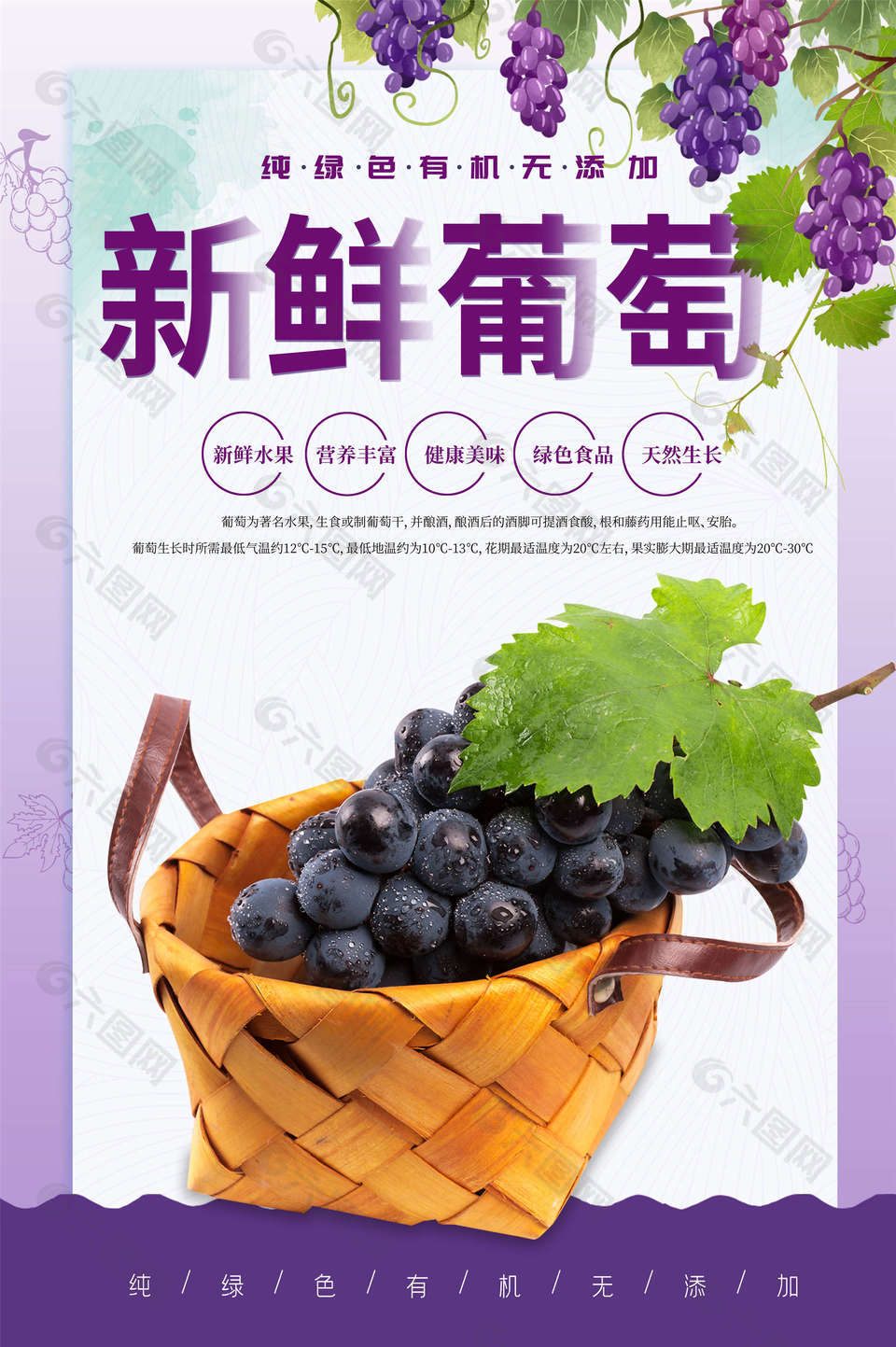 简约葡萄宣传海报设计