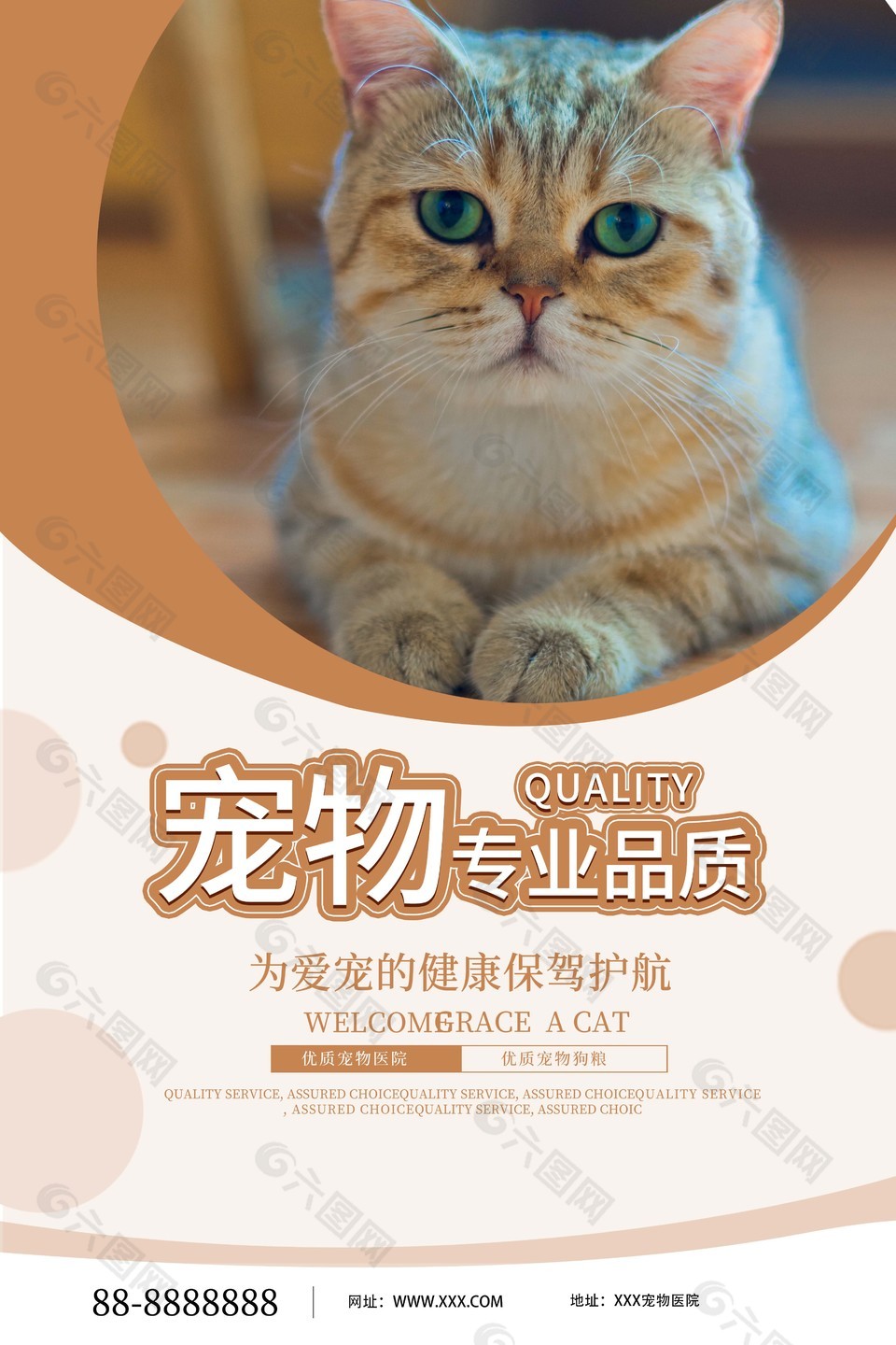 猫咪摄影图宠物店宣传海报设计