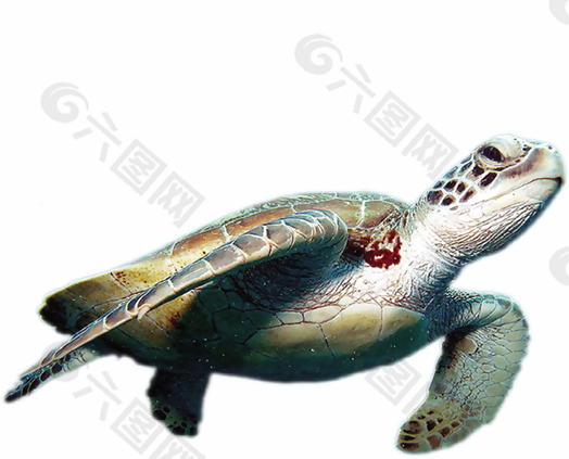 海洋海龟免扣素材设计