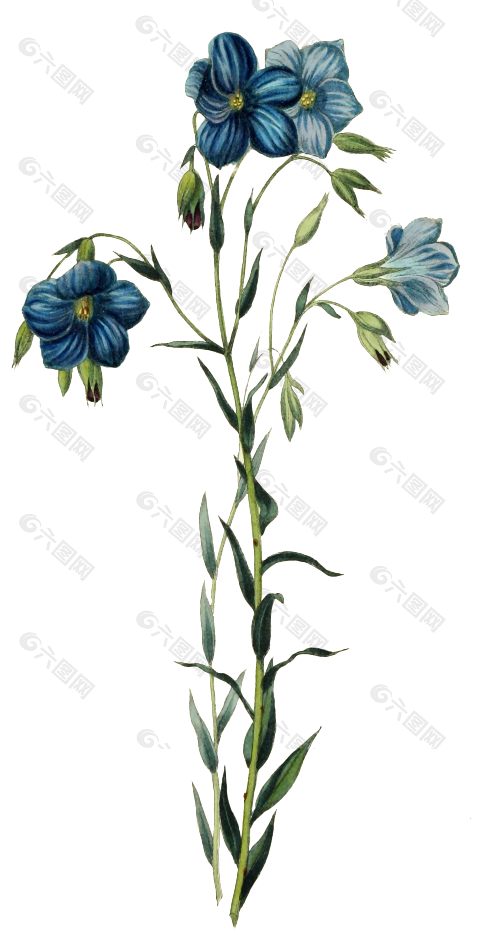 蓝色小花植物学插图花素材